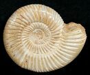 Perisphinctes Ammonite - Jurassic #5234-2